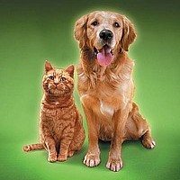 Pets